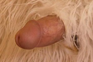 中国老女人xnxx
